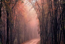 热火签下自由球员本-麦克莱莫尔